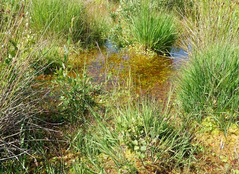 Westhay Moor landscape