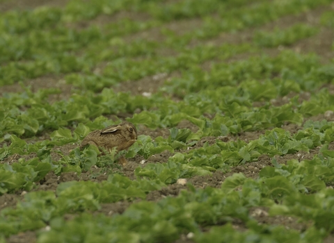 hare in field, farming