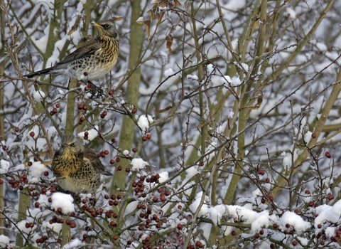 Fieldfares (turdus pilaris) feeding on hawthorn berries in snowy winter hedgerow