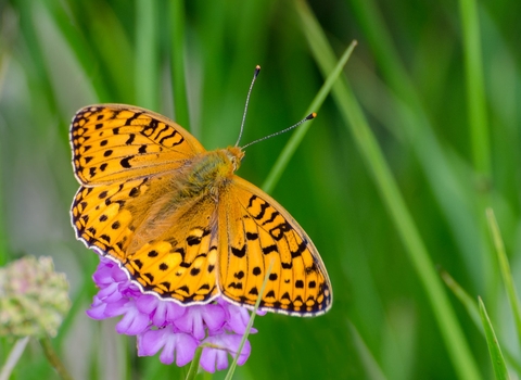 Fritillary butterfly