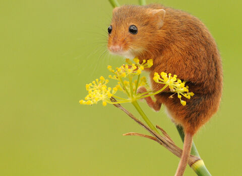 harvest mouse