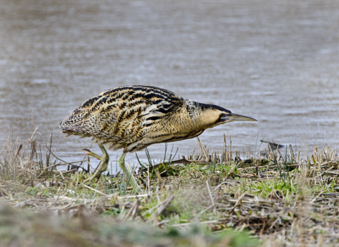 Bittern