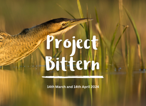 Project Bittern banner