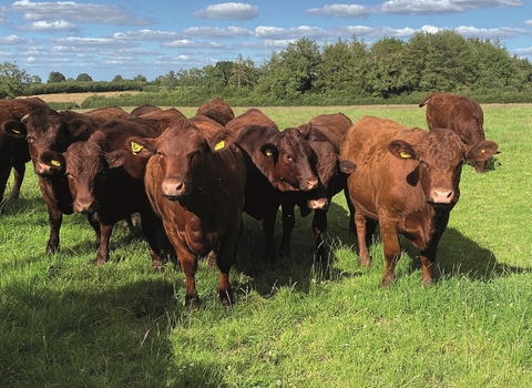 Cattle in a field on Mendip Hills