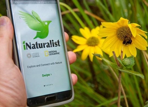 A phone showing the iNaturalist app 