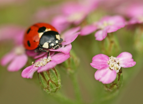 7-spot Ladybird