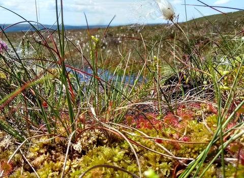 Peatland plants