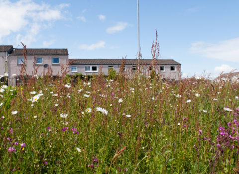 Housing with wildflowers