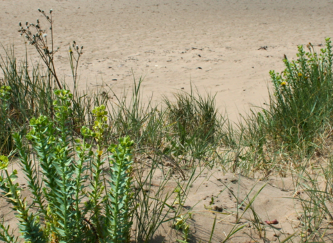 Berrow Dunes