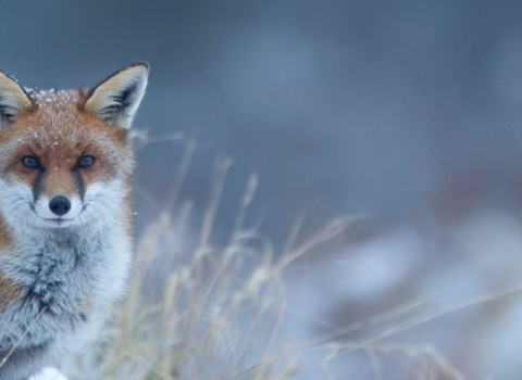 A red fox in a snowy scene