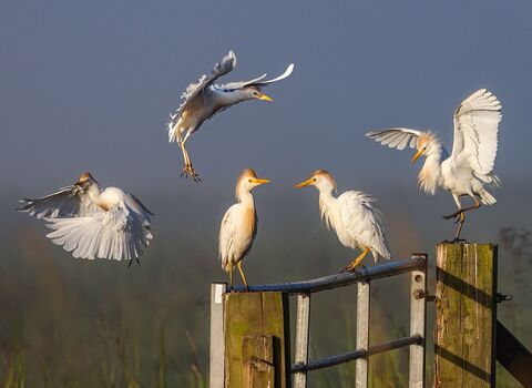 Perching Egrets by Simon de Wilton