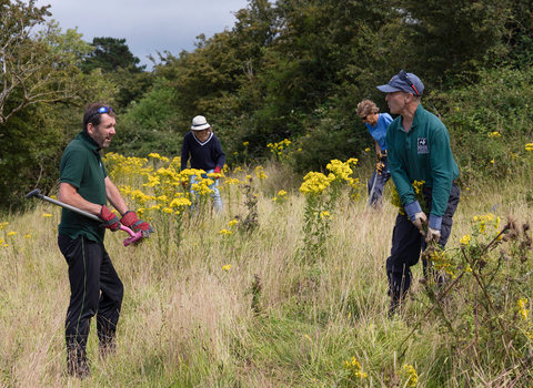 Volunteers removing ragwort