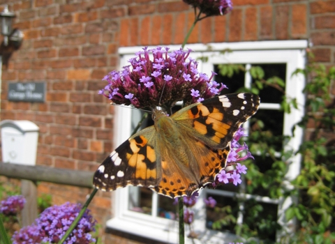 wildlife garden