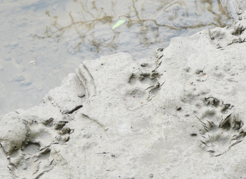 Otter Footprints are webbed and large