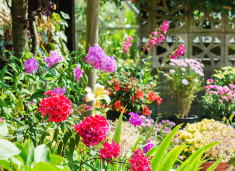 Garden filled with bright colourful flowers in pots and containers