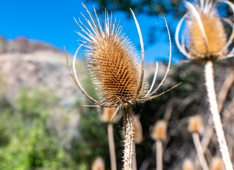 Dried teasel plant growing in nature in summer day 