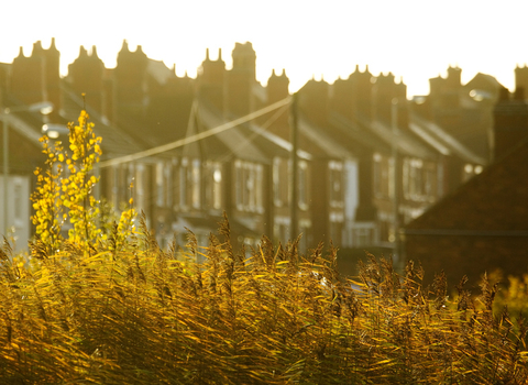 Reedbed and housing