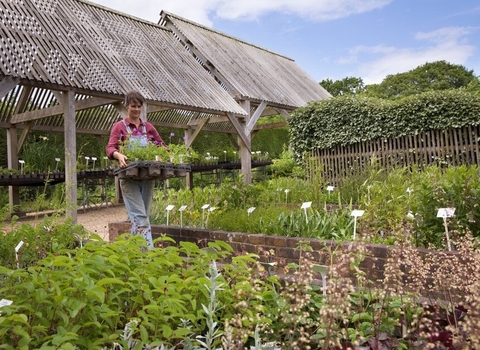 Peat free plants in a nursery