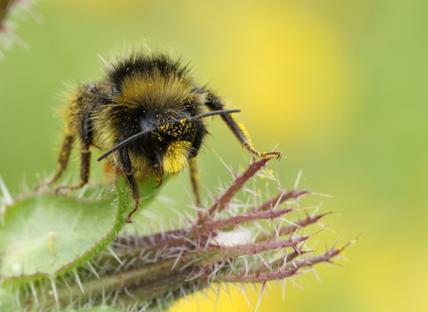 A Red-tailed bumblebee resting on a plant