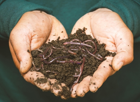 Hands holding soil with earthworms