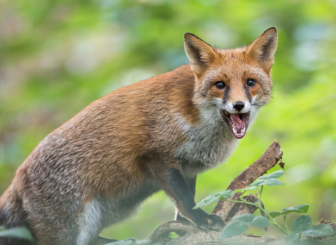 A fox looking at the camera