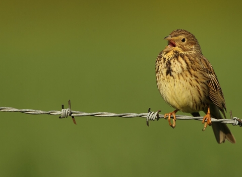 A corn bunting sitting on a piece of barbed wire, singing