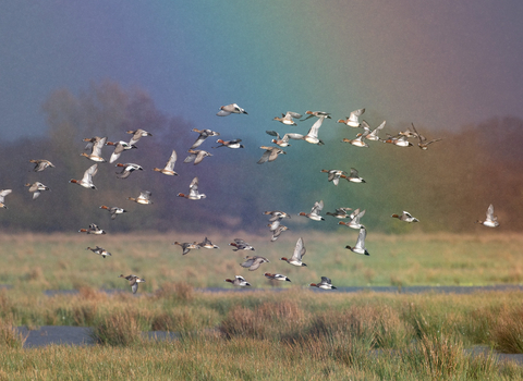 A rainbow over Catcott Nature Reserve
