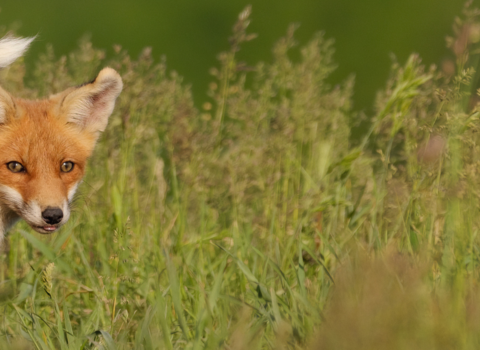 Red fox cub with Corporate Member Scheme logo