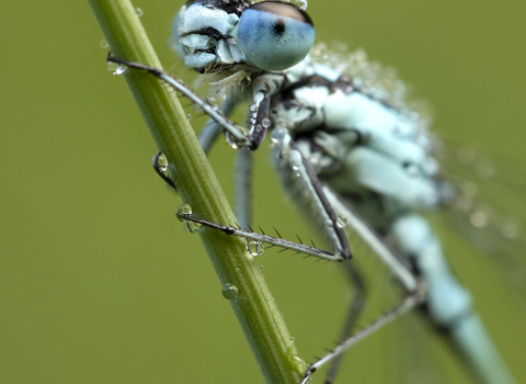 Common blue damselfly