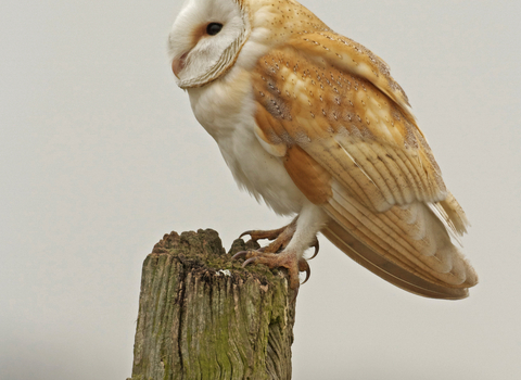 A barn owl resting on an old wooden post.
