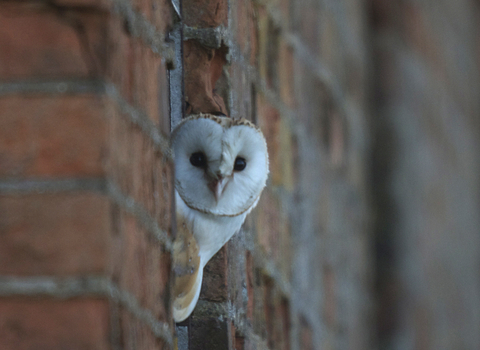 Barn owl looking out of a window in a brick building