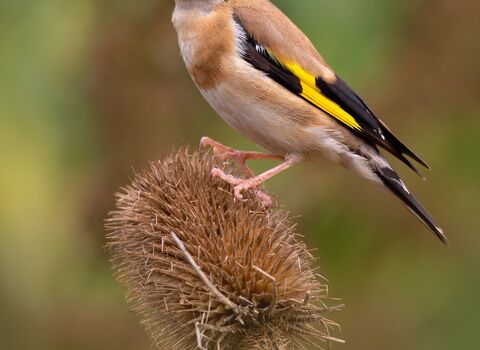 A goldfinch, with a red face and yellow and black wing bars, sitting on a teasel seed head eating the seeds.
