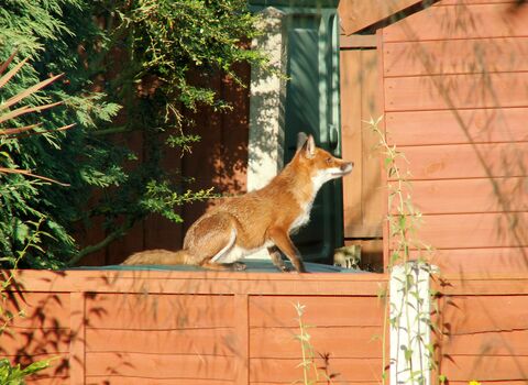 A fox seated on a garden fence in a gap between a hedge and a shed. The fox looks very healthy, its coat a warm red-brown in the sunshine.