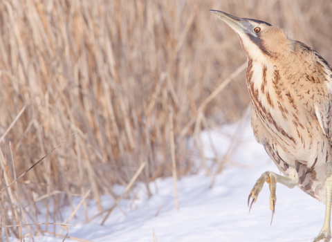 Bittern in snow