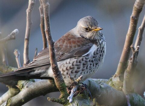 A field fare sitting on a branch. Its head and body are grey to light brown with dark speckles, and its wings are dark grey with reddish brown plumage towards the head.