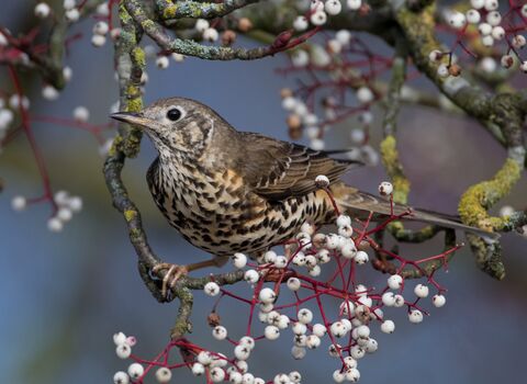A mistle thrush, with dark brown speckles on its pale cream chest and body and pale golden brown plumage under its wings, perched on a twig surrounded by white berries.Turdus viscivorus