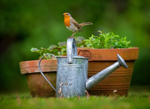 A robin perched on the handle of a watering can in a garden, with plants in pots just behind. 