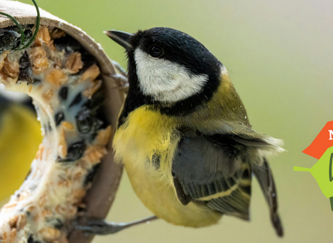 A coal tit feeding on a home-made suet ring