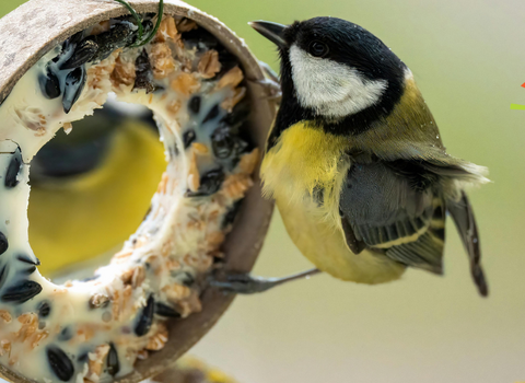 A bird on a homemade suet ring