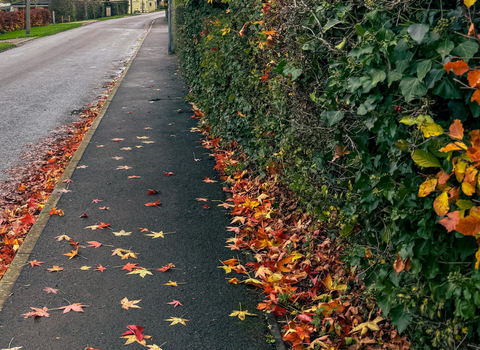 A winter path by a road with red and brown leaves on the ground
