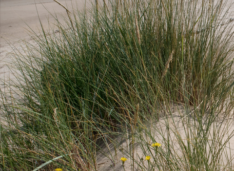 A coastal sand dune