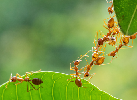 Ants working as a team