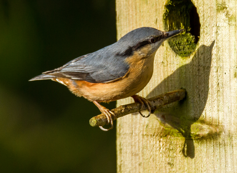 Nuthatch on the entrance to a nesting box