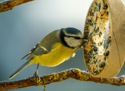 Blue tit on a bird feeder