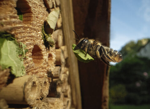 A female wood-carving leafcutter bee flying towards an insect hotel 