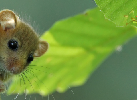 New Year Wilder You dormouse banner