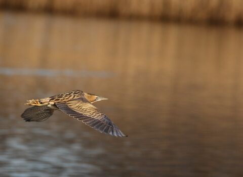 A bittern with wings outstretched flying low over open water.