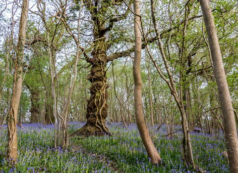 Bluebells carpeting the ground at Dundon Beacon nature reserve