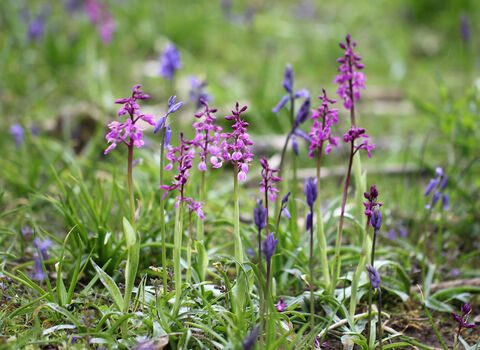 Purple orchids in a meadow