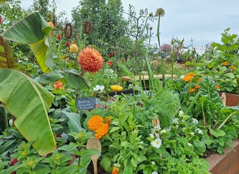 Companion planting herbs and veg